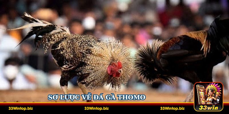 Sơ lược về đá gà Thomo